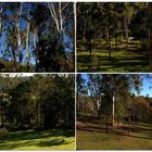 Some of the tall eucalyptus timber that grows on my DaughterWendy’s Property.