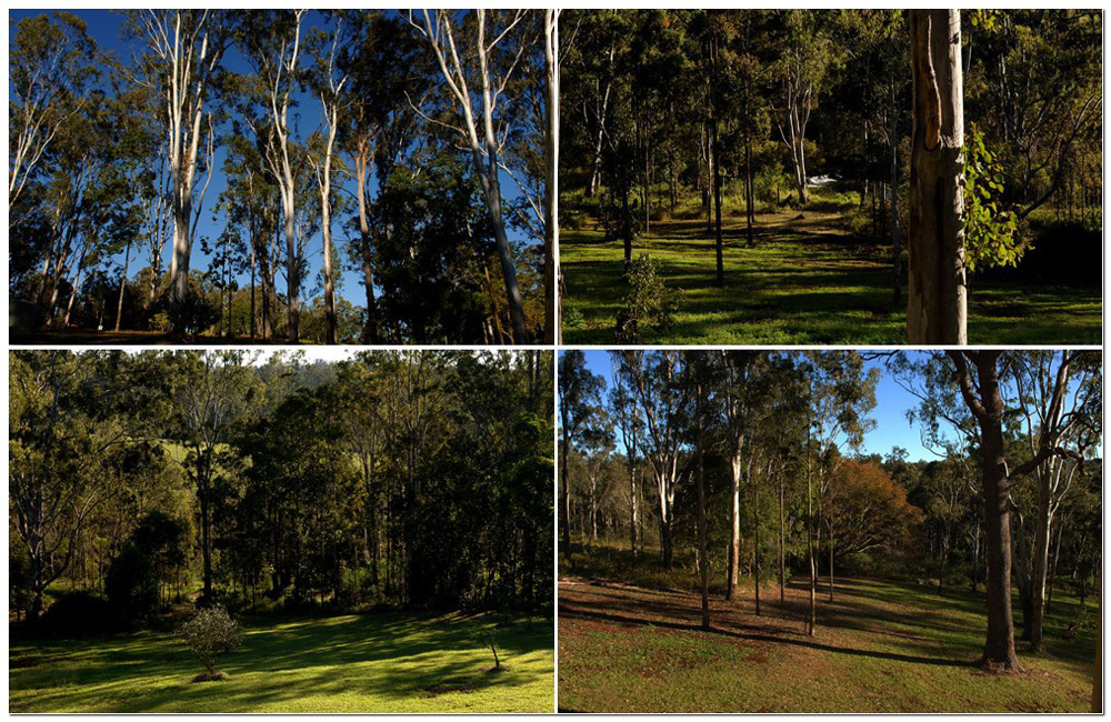 Some of the tall eucalyptus timber that grows on my DaughterWendy’s Property.