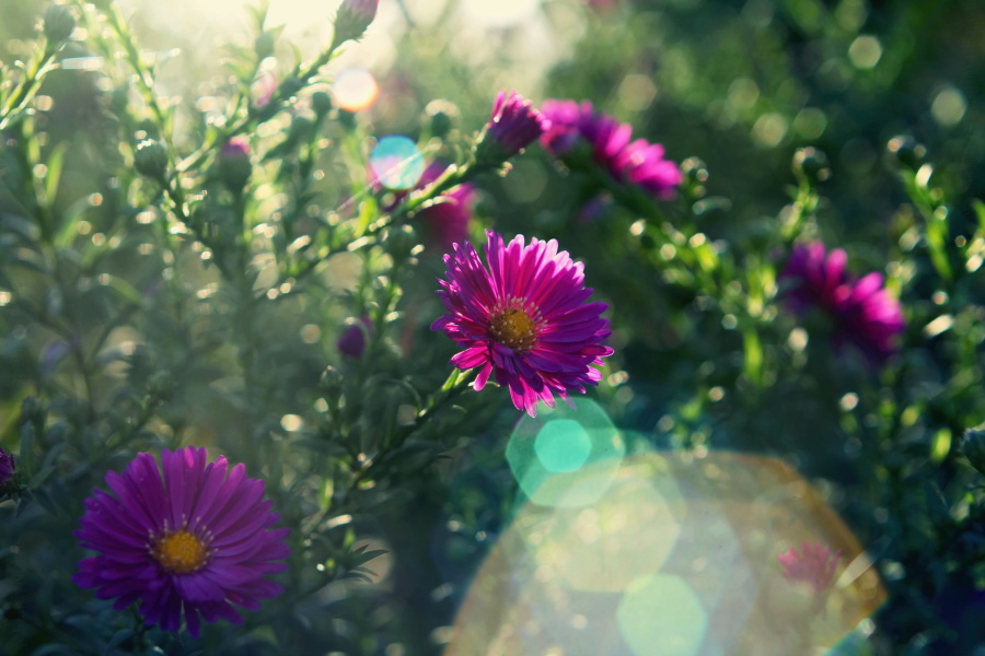 some peaceful pink flowers in the sun