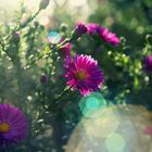 some peaceful pink flowers in the sun