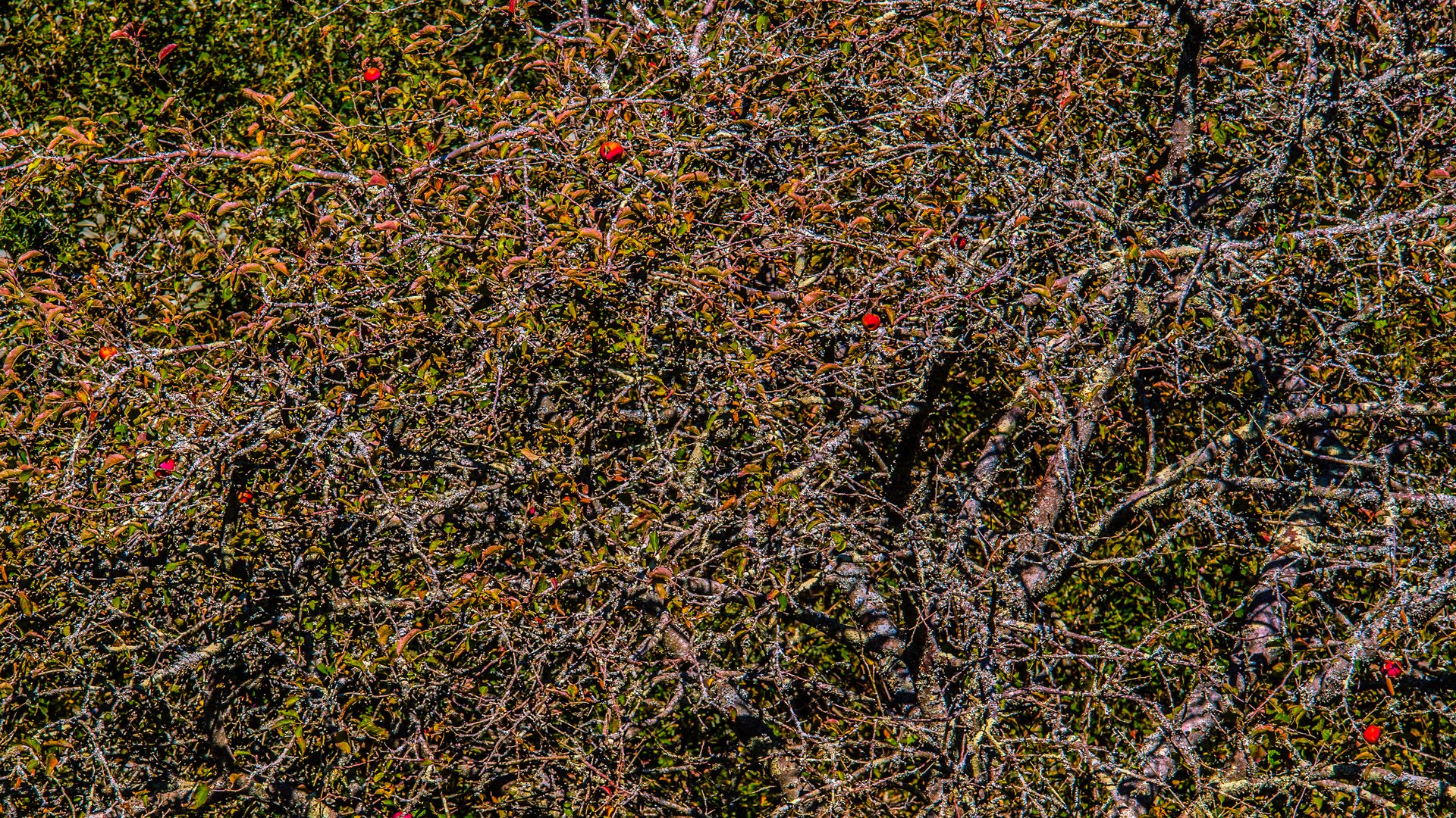 Some Red Apples-Pollock