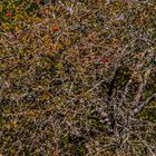 Some Red Apples-Pollock