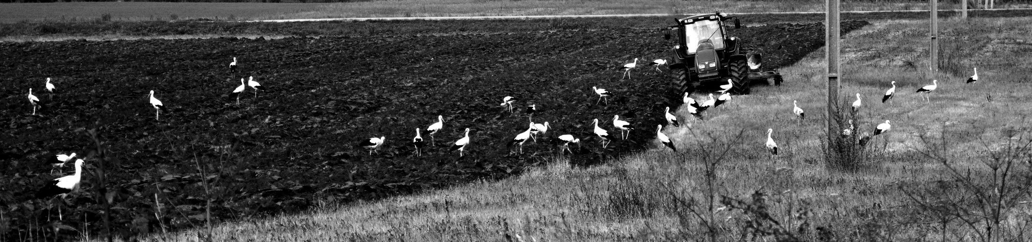 some storks