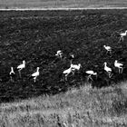 some storks