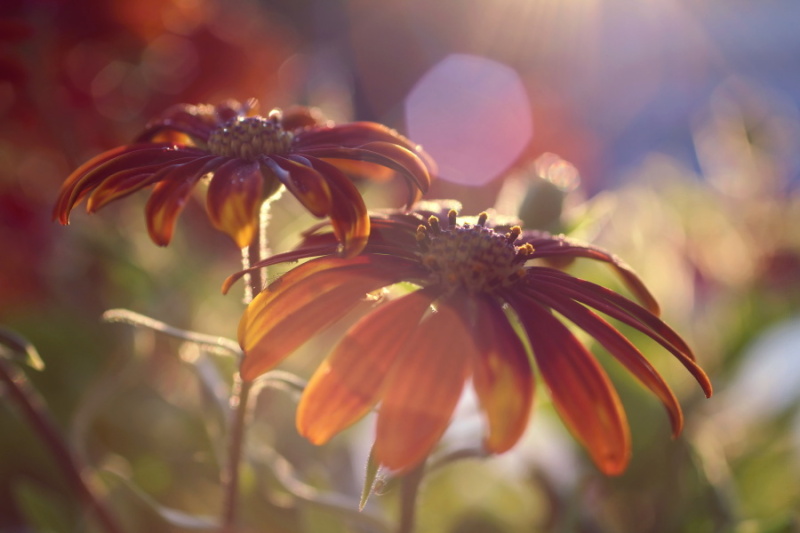 some summer flowers in the sundown