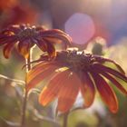 some summer flowers in the sundown