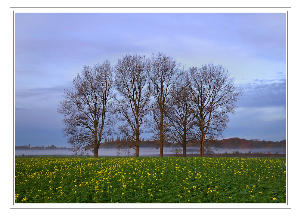 some trees in dortmund - 11/2008