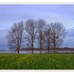 some trees in dortmund - 11/2008