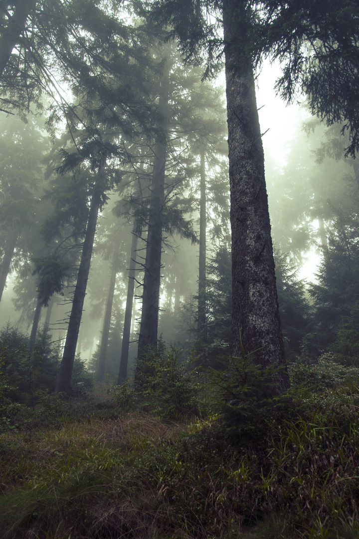 some trees in the fog