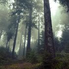 some trees in the fog