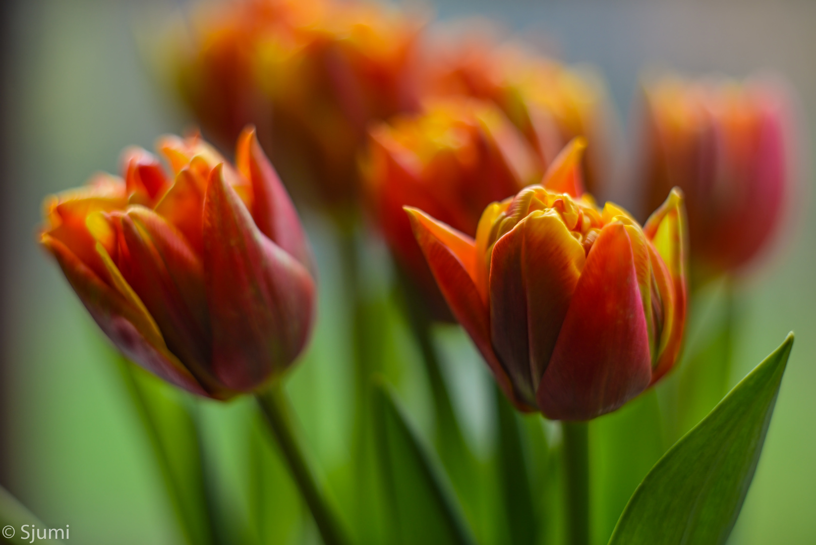 Some tulips