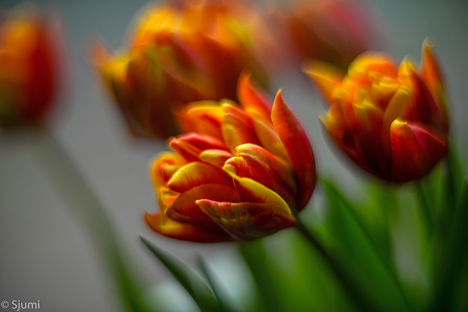Some tulips...