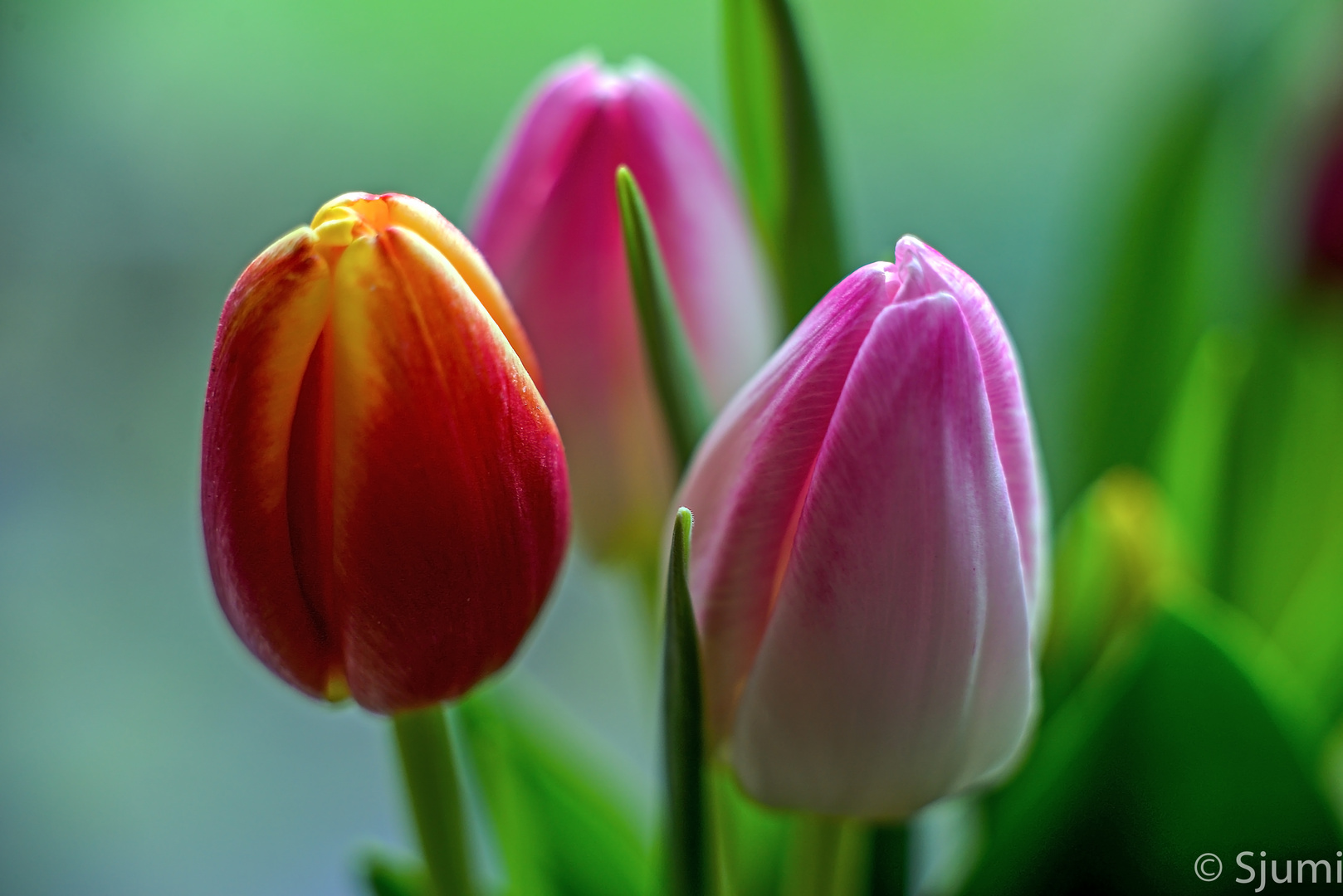 Some tulips..