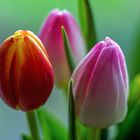 Some tulips..