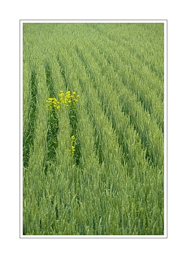 some yellow flowers living in a cultivated part of the field (even plants have neighbors)