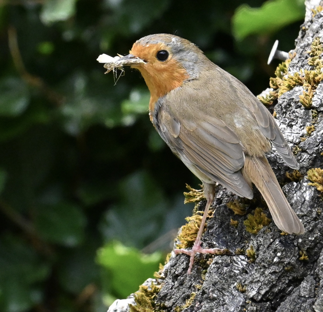Someone’s feeling peckish!