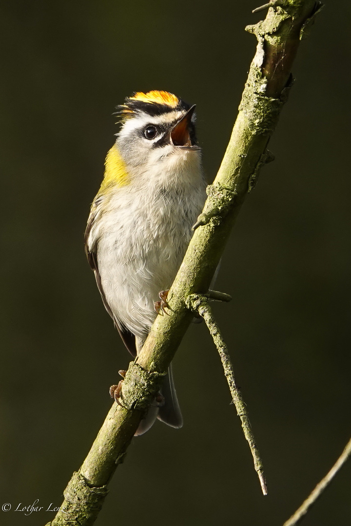 Somergoldhähnchen singt