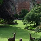 somerset, bishop's garden5, wells