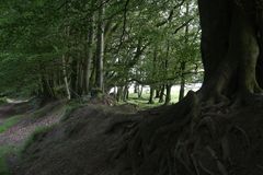 somerset levels25 - drove track nahe triscombe stone