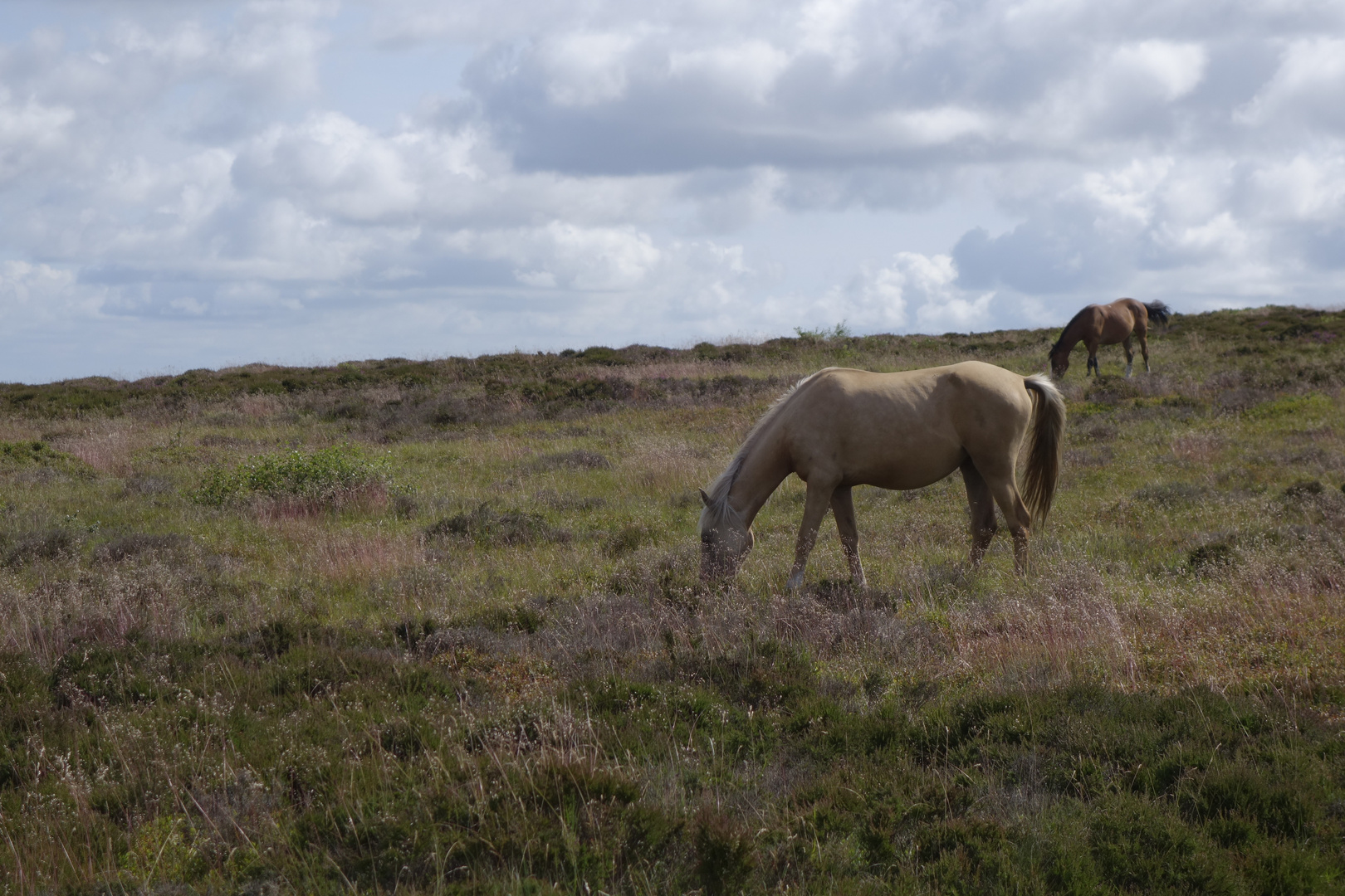 somerset levels40, wildpferde in den quantock hills