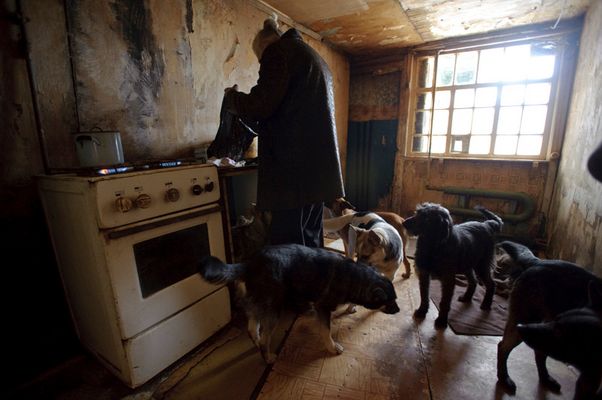 Something about dogs