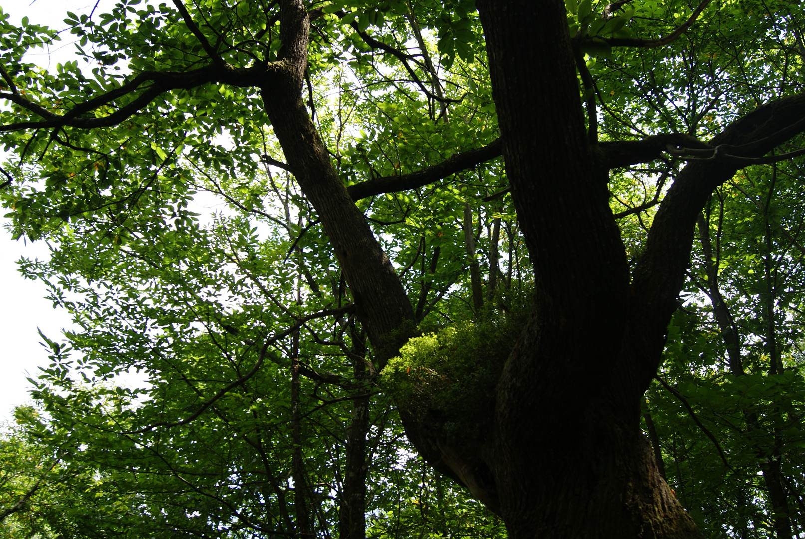 Something in the tree