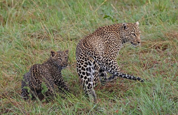 Something moved in the bush