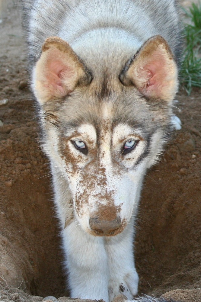 Sometimes, ya gotta get dirty