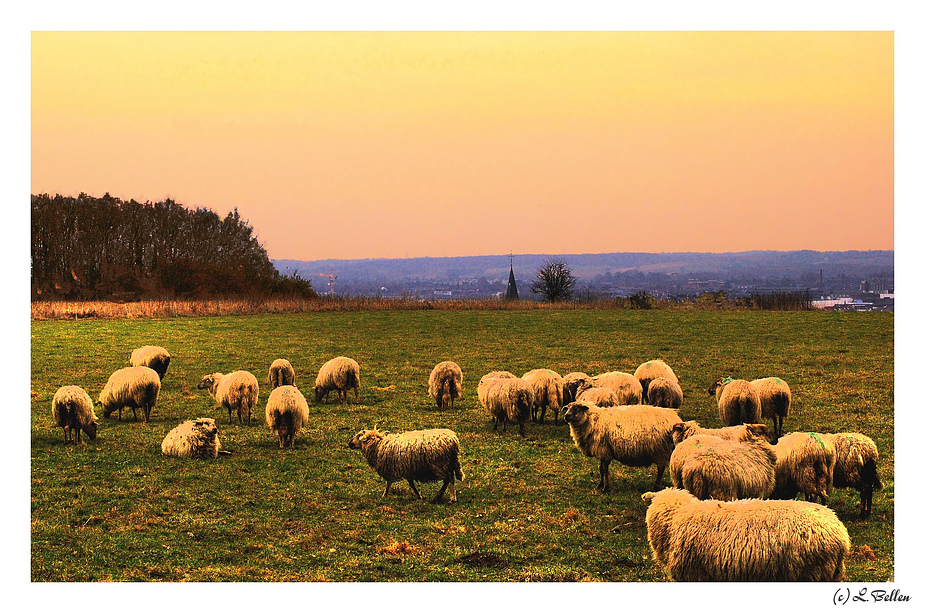 " Somewhere in Maastricht ... a flock of Sheep "