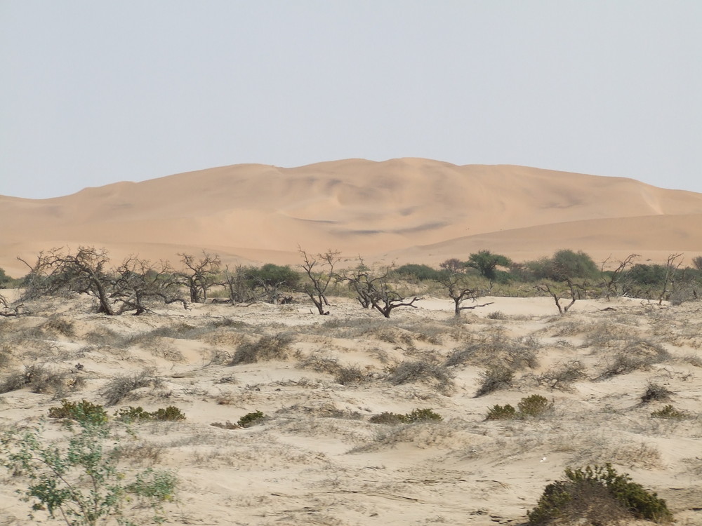 Somewhere in the Namib Desert
