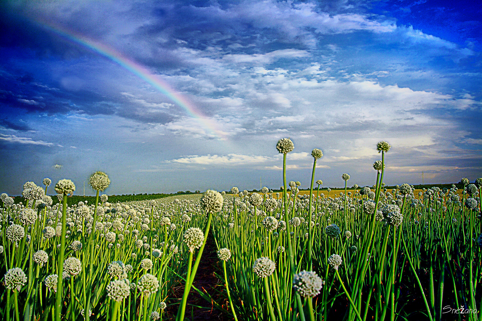 Somewhere Over The Rainbow...