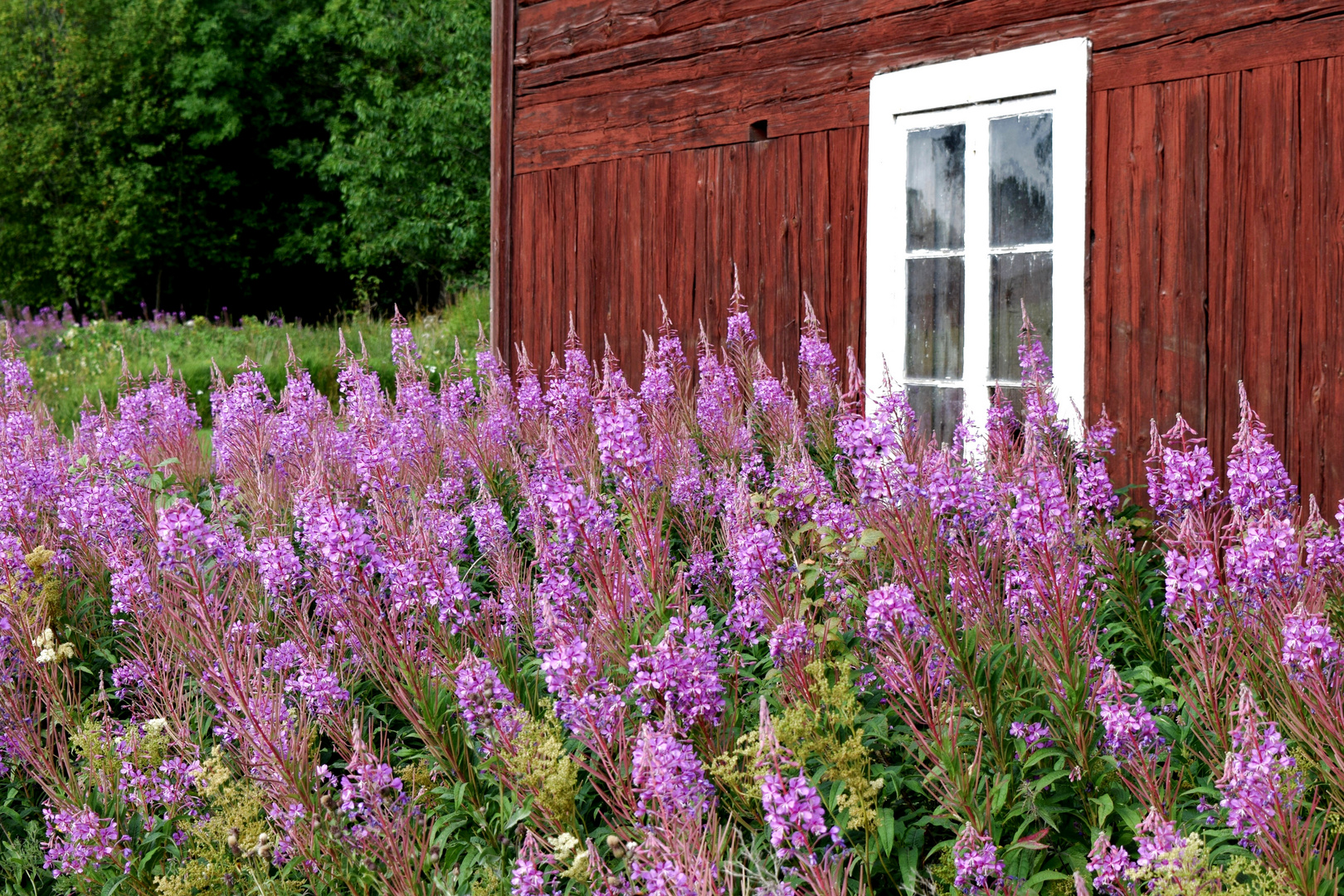 Sommar i Sverige