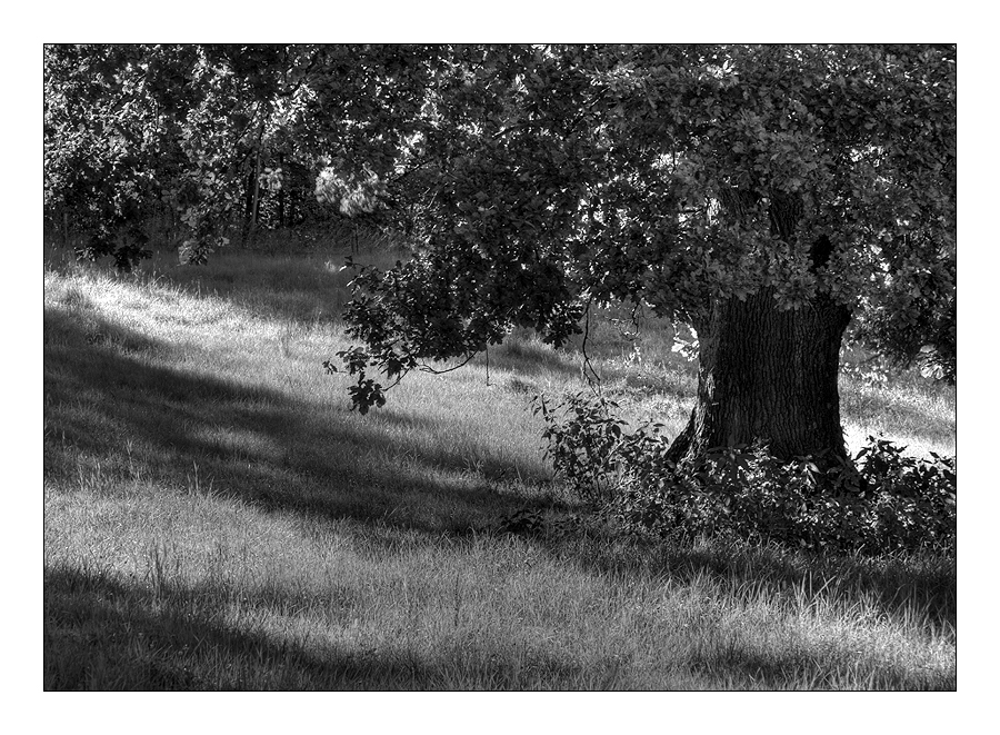 Sommebaum in Schwarz-Weiß