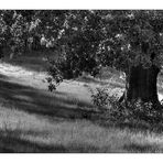 Sommebaum in Schwarz-Weiß