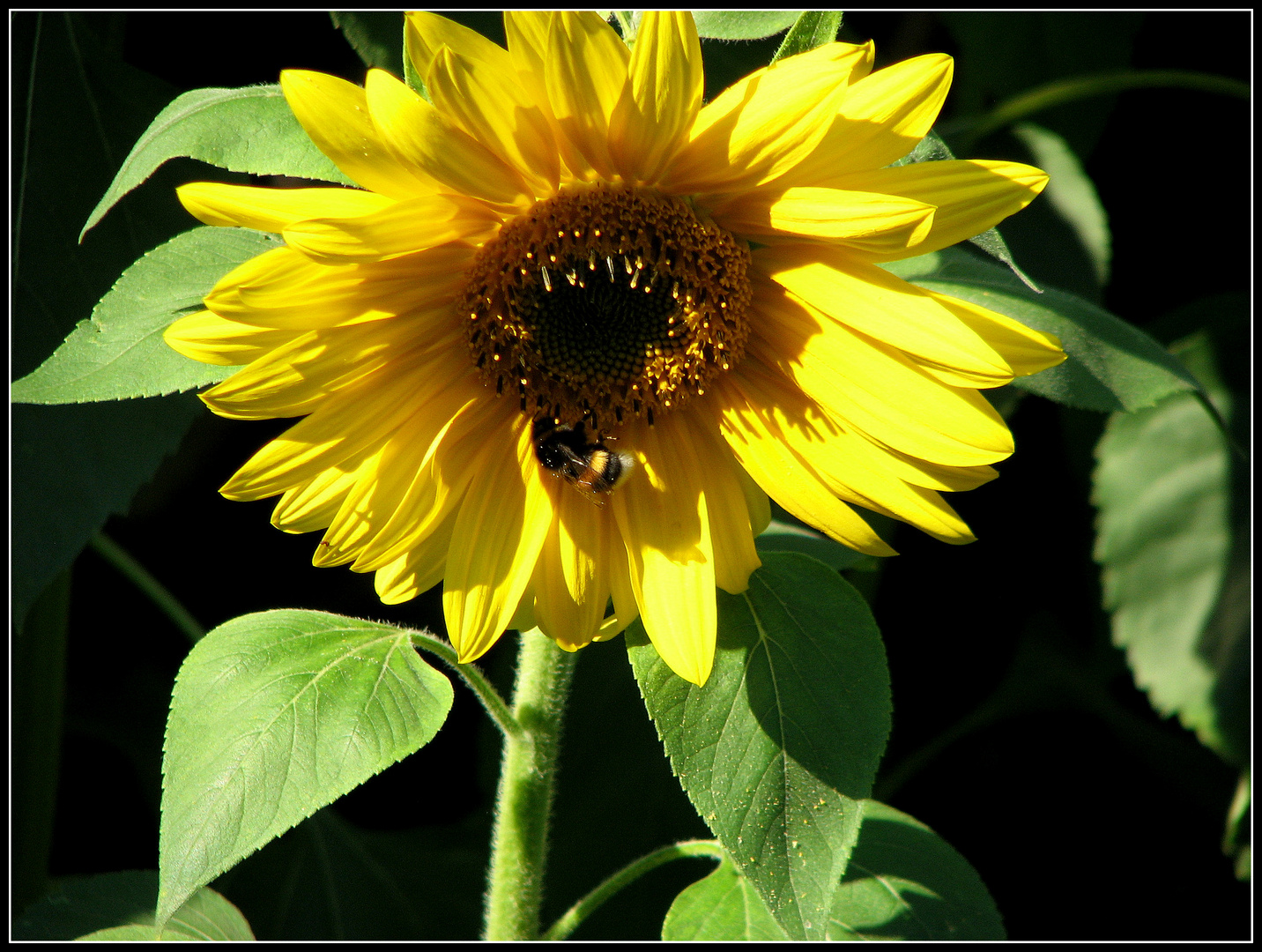 Sommenblume mit Gast