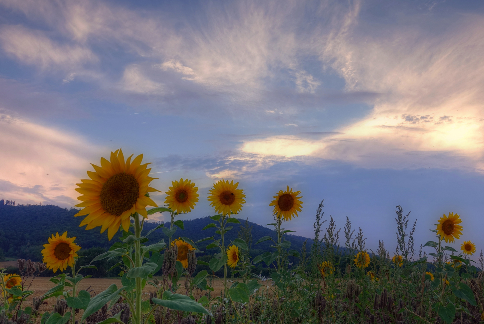 Sommenblumen im Harzvorland