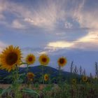 Sommenblumen im Harzvorland