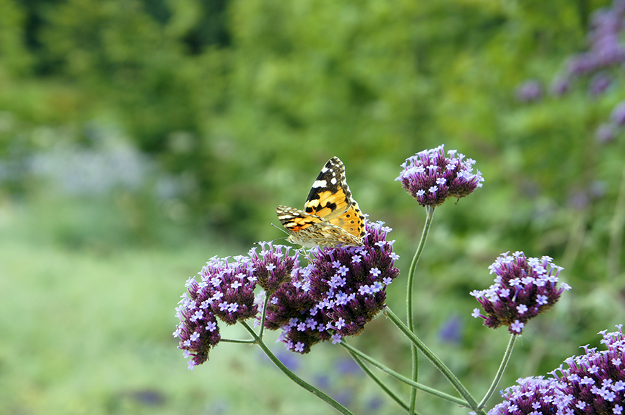 Sommer