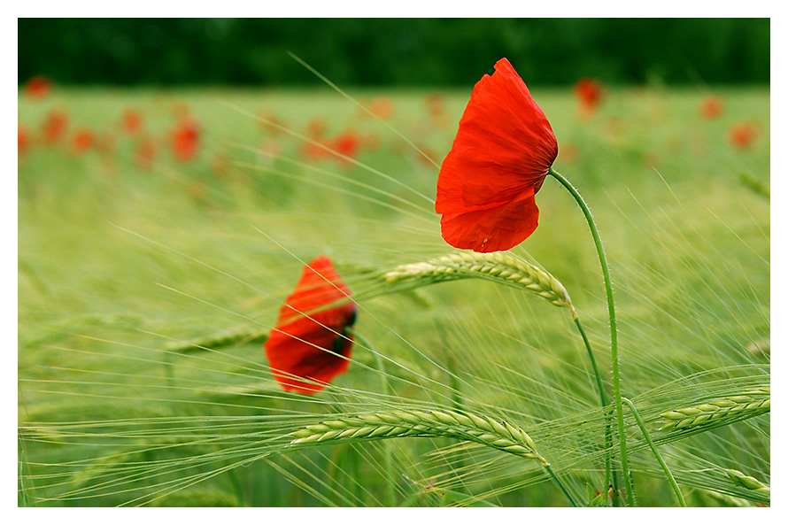 sommer 05