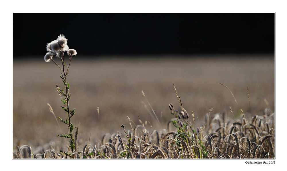 Sommer