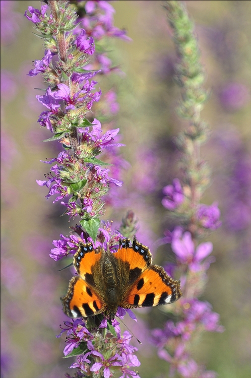 Sommer