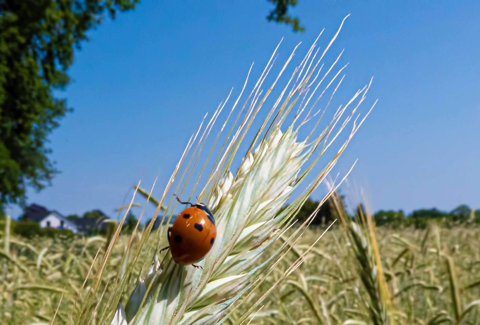 sommer