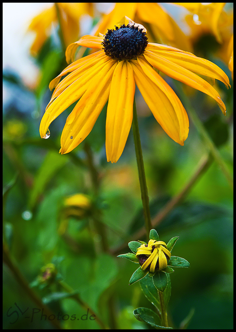 Sommer '11 ...nach einem Gewitter