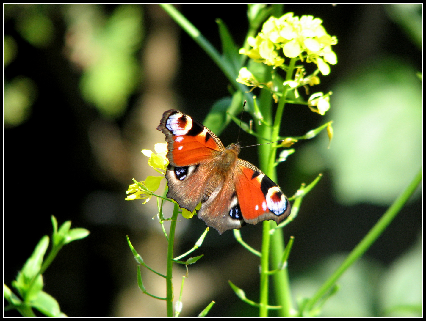 Sommer