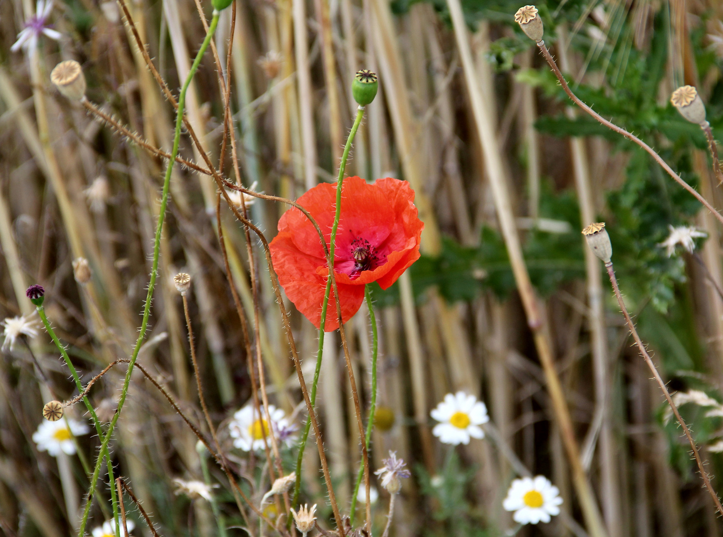 Sommer