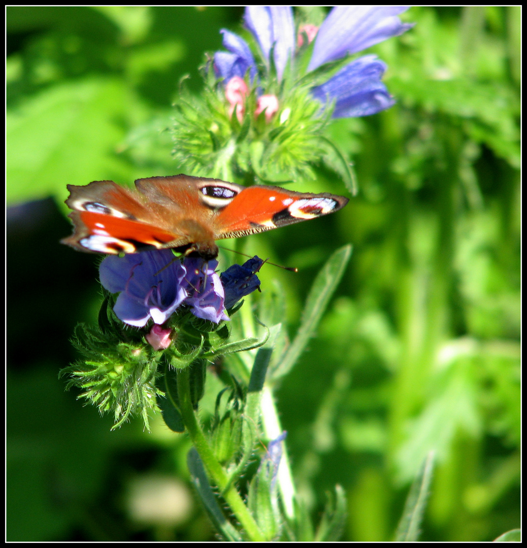 Sommer