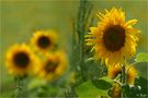 Sonnenblumen