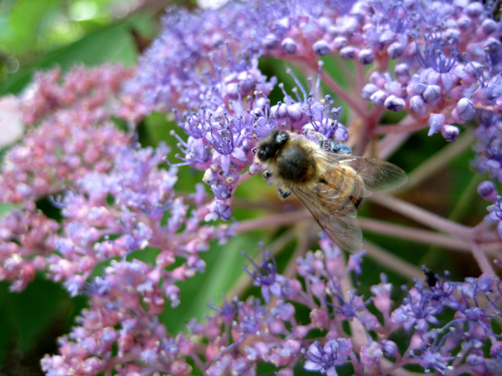 Sommer