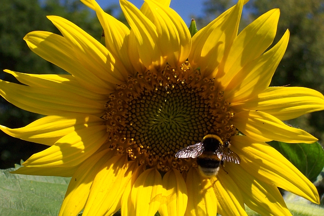 Sommer 2003: Bad Wörishofen Kurpark - Sonnenblume mit Hummel