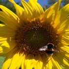 Sommer 2003: Bad Wörishofen Kurpark - Sonnenblume mit Hummel